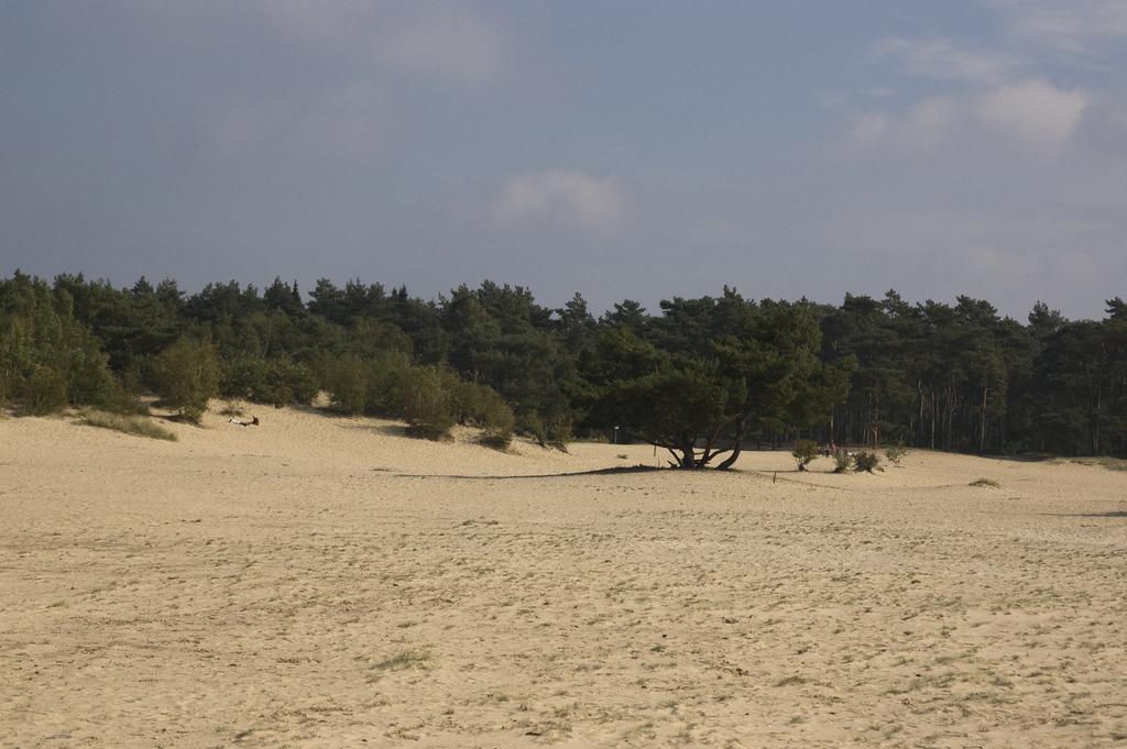 Chalet Dennenvelt Villa Doornspijk Dış mekan fotoğraf